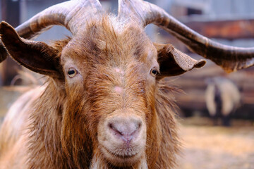 portrait of the muzzle of a domestic goat with large horns