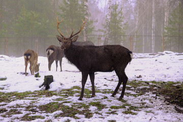 keeping animals out of the wild.Portrait of an adult deer on the grass covered with snow