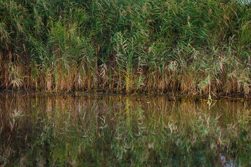 Bayou Reflections