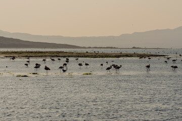 Flamands roses dans une lagune au Pérou