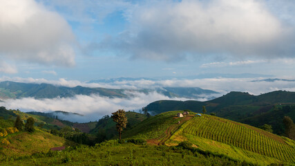 Fototapeta na wymiar Mae Tho view point with mountains and fog in the morning at Chiang mai, Thailand