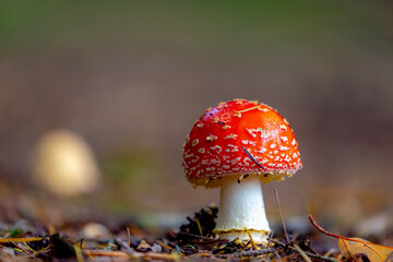 Selective focus of wild red mushroom with white spotted on the ground, Amanita muscaria or commonly known as the fly agaric or fly amanita, Toadstool in the forest, Nature Autumn season background.