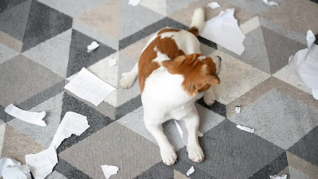 Jack Russell Terrier dog destroyed the documents at home