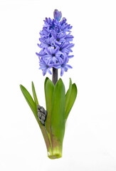 Fototapeta premium blue hyacinth on white background