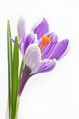 Naklejka premium Crocus flower on white background