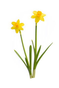 two daffodils isolated on white background