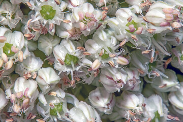 Close up of the white flowers of a hydrangea.
