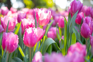A group of brightly colored tulips, purple tulips are illuminated from the sun, the focus is soft in the garden.