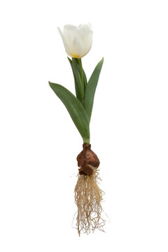 Vintage flower