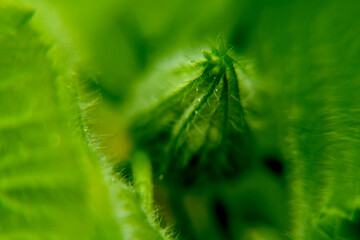 Pumpkin flower bud macro photo with green leaves.