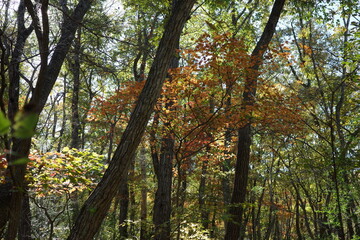 徐々に紅葉のはじまった色彩あふれる落葉広葉樹林