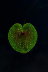 Closeup of a lotus leaf with waterdrops on a black background