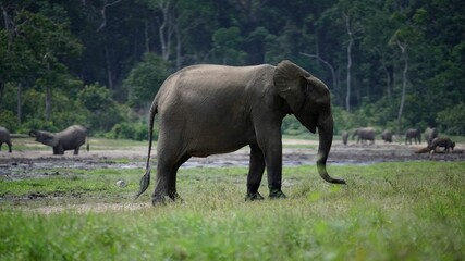 Naklejka na ściany i meble Beautiful closeup of an elephant walking in a field