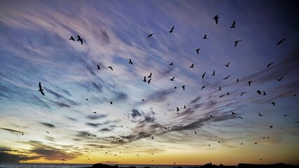 Beautiful low angle view of a flying birds on a sunset sky background