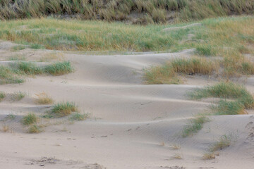 White sand dunes along the Dutch north sea coastline, European marram grass (beach grass) on the dyke, Ammophila arenaria is a species of grass in the family Poaceae, Noord Holland, Netherlands.