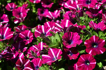 Bicolor petunias on a summer day. It resembles the colors of the Latvian flag.