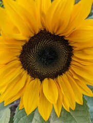 Vertical shot of a beautiful sunflower