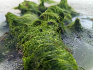 Closeup of a fallen log covered with moss