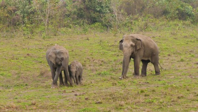Asiatic Elephant Family with Baby walking