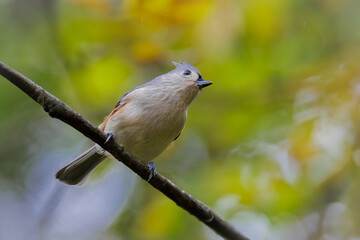 Tufted Titmouse (2023)