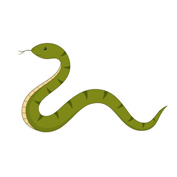Green snake isolated on a white background. Symbol of the New Year 2025. Vector illustration