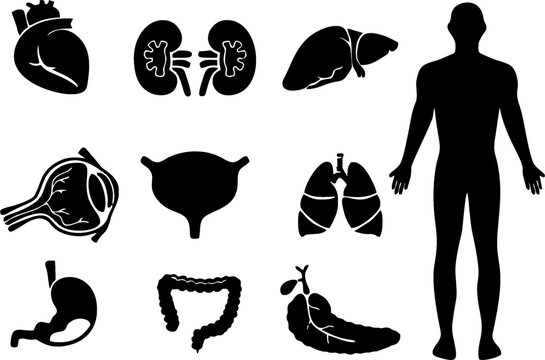 Human organ icons set. Editable Vector flat anatomical illustration. Nervous, cardiovascular, digestive systems, internal organs. Design element for medicine marketing, biology, pharmaceutical poster.