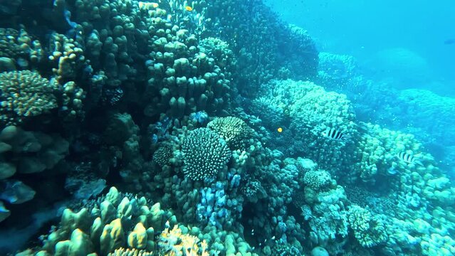 Video of beautiful underwater life with lots of fishes and coral reef