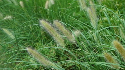 Nature grass of foxtails on the filed