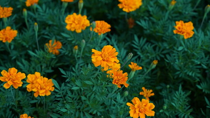 Orange marigold flowers blooming in the garden