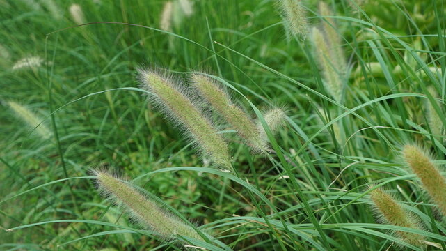 Nature grass of foxtails on the filed