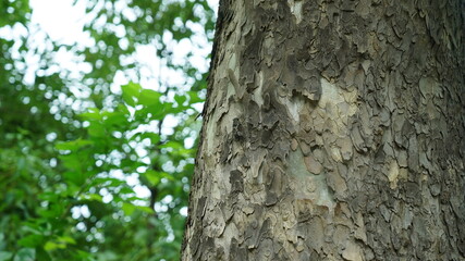 Cicadas on a summer tree