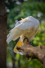 White Cockatoo or Kakatua Putih perched on branch