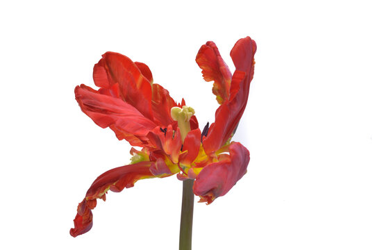 red parot tulip