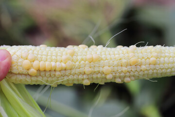 Corn cob with low number of kernels through poor pollination.