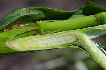 Cut through a young corn cob.
