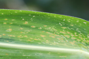 Orange corn rust fungus, Puccinia sorghi, on leaf of cornstalk. Fungus control, plant disease and...
