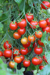A closeup of rip cherry tomatoes growing in a garden under the sunlight with a blurry background