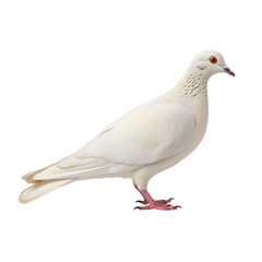 Fototapeta na wymiar white dove on a transparent background.
