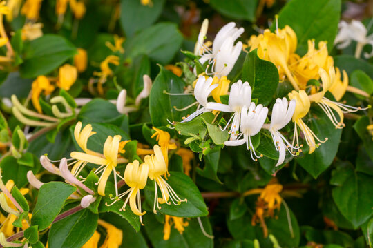 Close up group of yellow and white Honeysuckle, Lonicera etrusca