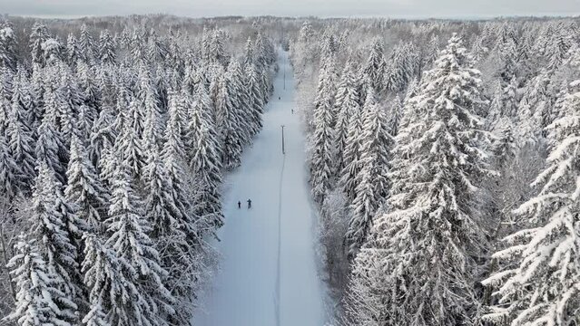 Snow covered trees and snowy forest on a cloudy winter day. Evergreen spruce forest covering the white snow, people hiking on the road. Fairytale winter woods in the Nordic Country Estonia