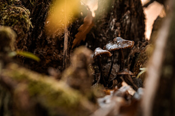 forest mushroom
