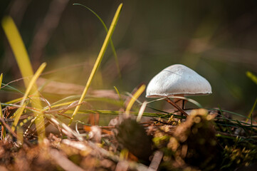 mushroom in the grass