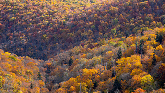 High angle view of vibrant autumn colors in the Blue Ridge Mountains of North Carolina, USA.