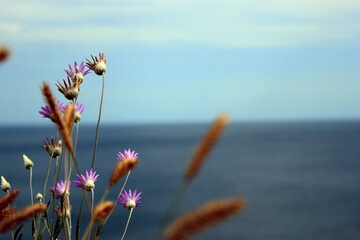 Dried flowers and spikelets close-up against the background of the sea horizon
