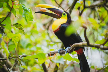 toucan on a tree