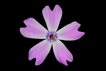 Creeping Phlox (Phlox subulata). Flower Closeup