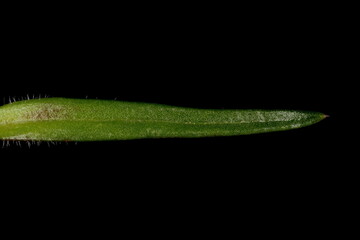 Creeping Phlox (Phlox subulata). Isolated Leaf Closeup
