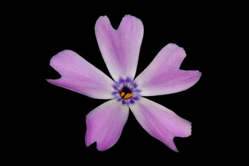 Creeping Phlox (Phlox subulata). Flower Closeup