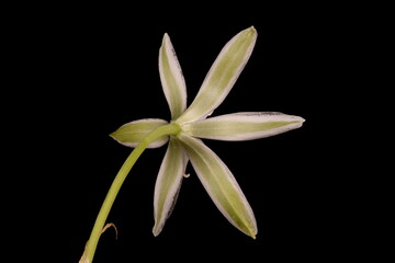 Garden Star-of-Bethlehem (Ornithogalum umbellatum). Flower Closeup