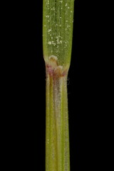 Red Fescue (Festuca rubra). Leaf Sheath and Ligule Closeup